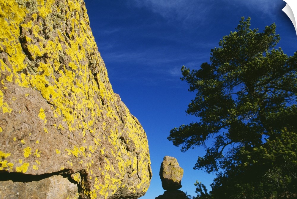 Lichen-covered boulder, pine tree, blue sky, Chiricahua, New Mexico