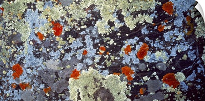 Lichens on Rock CO