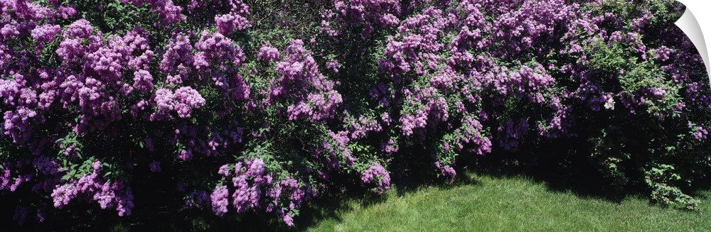Panoramic photo print of purple flowers in a garden.