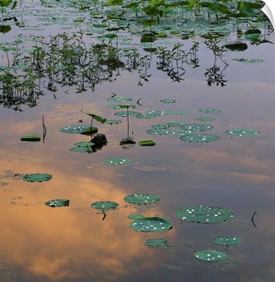 Lily pads on Loakfoma Lake, sky reflection, Noxubee National Wildlife Refuge, Mississippi