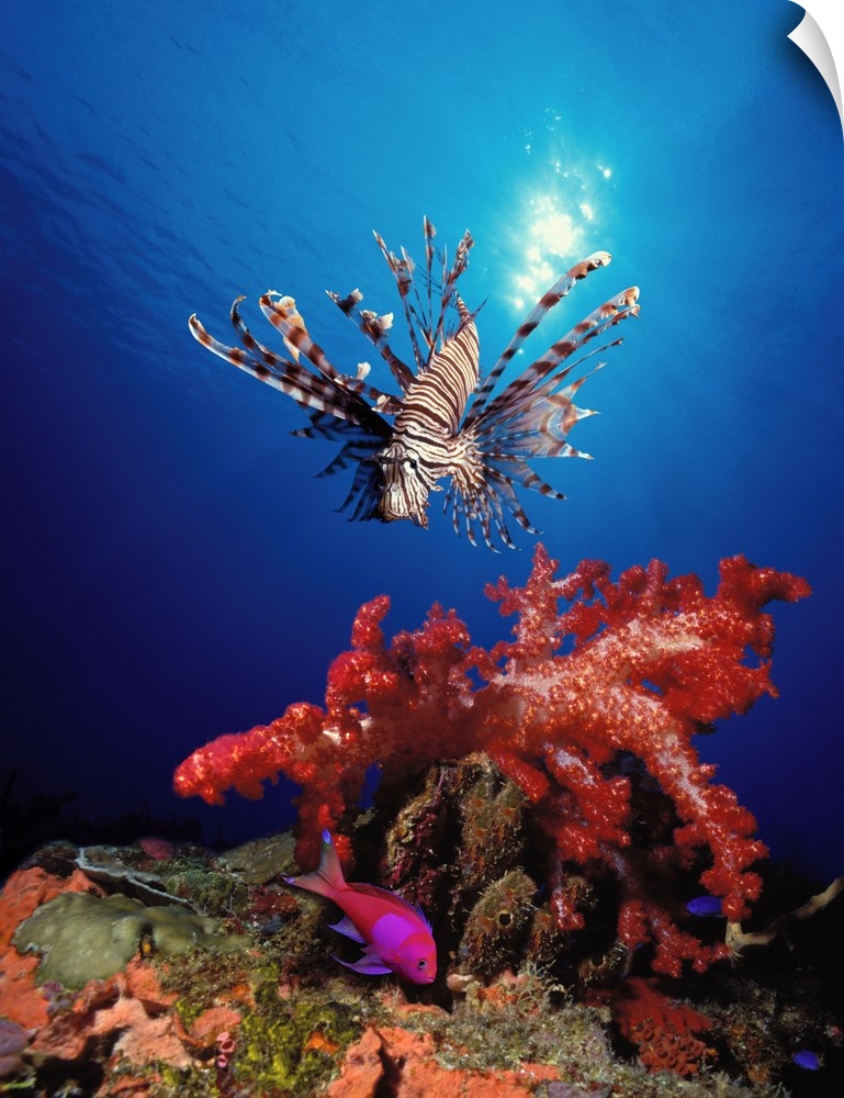 Underwater photograph looking up from the bottom towards the sun reflecting off of the surface and a giant Lionfish swims ...