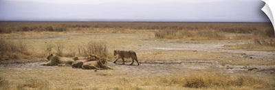 Lions resting in a forest, Ngorongoro Crater, Ngorongoro Conservation Area, Tanzania