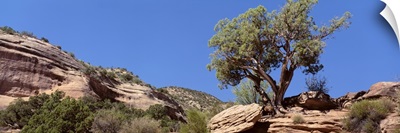 Lone Pinyon Pine Colorado National Monument CO