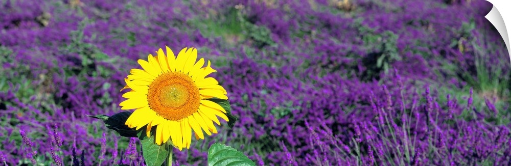 Panoramic photo on canvas of a sunflower amongst a field of lavender flowers.