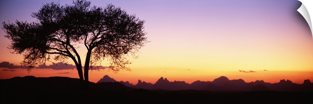 Panoramic photograph of tree silhouette with mountains in the distance at sunset.