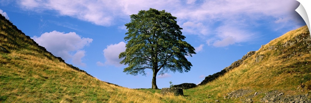 Panoramic photograph of a lone tree against a blue sky with white clouds, in Sycamore Gap, alongside Hadrian's Wall in Nor...