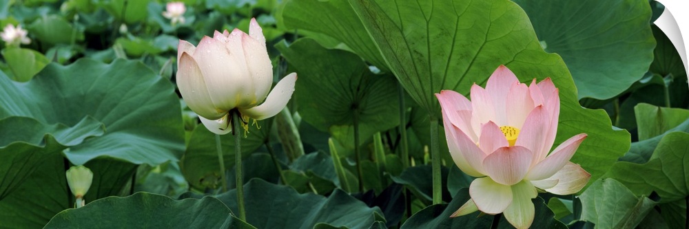 Close up photo of two pink lotus flowers sticking up among green lotus leaves on a pond.