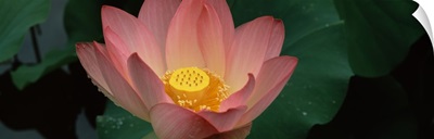 Lotus blooming in a pond