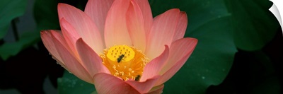 Lotus with bees in a pond
