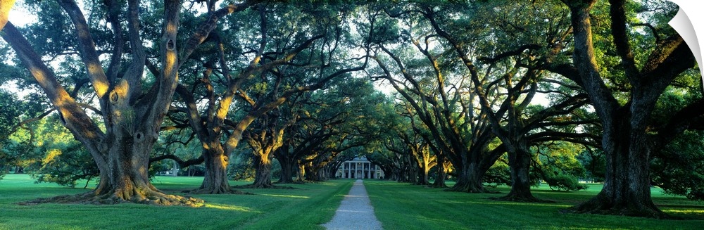 Panoramic photograph of a large estate in New Orleans, Louisianna (LA) surrounded by thick oak trees and a gravel driveway.