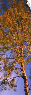 Low angle view of a birch tree, Joutseno, Southern Finland, South Karelia, Finland