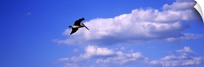 Low angle view of a Brown pelican (Pelecanus occidentalis) flying in the sky, Florida