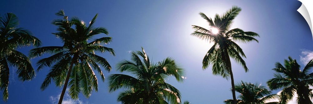 Low angle view of a coconut palm tree, Fiji
