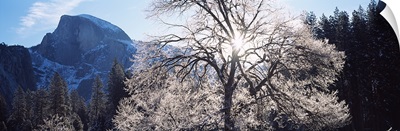 Low angle view of a snow covered oak tree, Yosemite National Park, California,