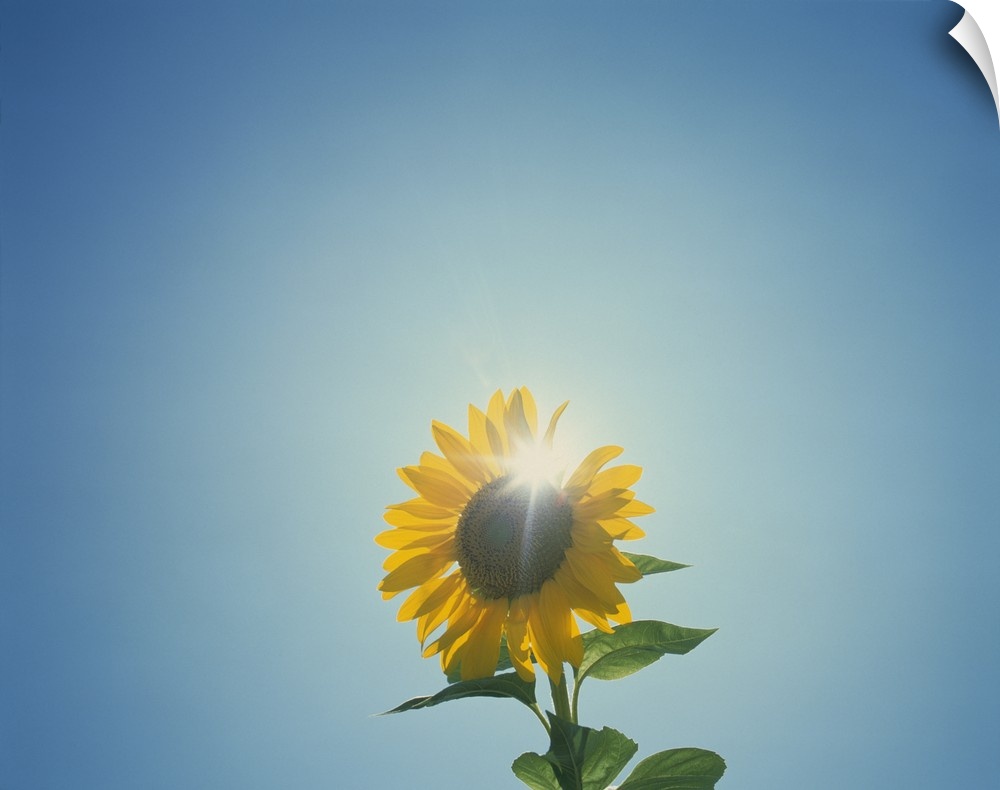 This is a photograph taken of a flower against an empty sky with the sun directly behind the blossom.