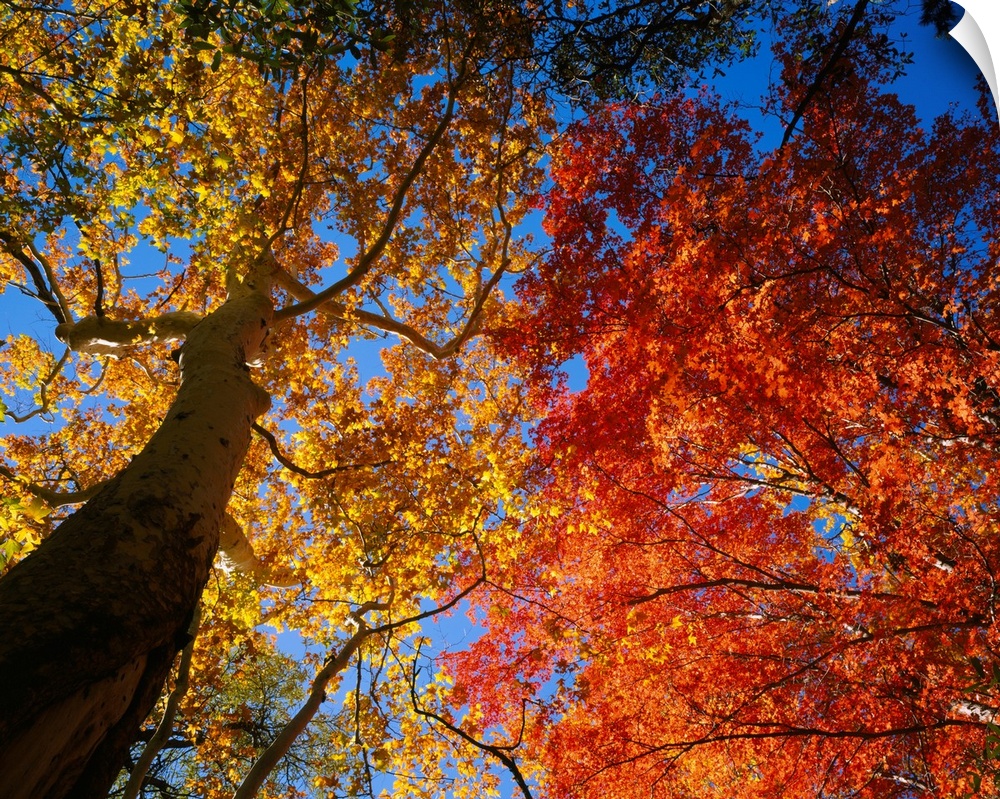 A photograph looking up into the autumn colored leaves of trees growing in the mountains on a clear day.