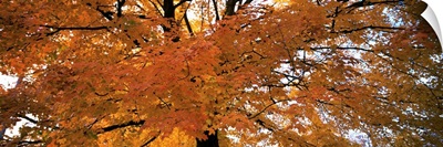 Low angle view of a tree with yellow and orange leaves