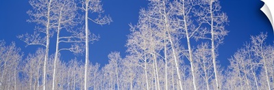 Low angle view of American aspen trees in the forest, Utah, (Populus tremuloides)