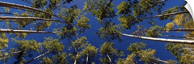 Low angle view of Aspen trees, Aspen, Pitkin County, Colorado