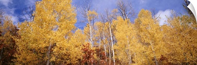 Low angle view of aspen trees, Colorado