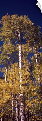 Low angle view of aspen trees in autumn, Colorado