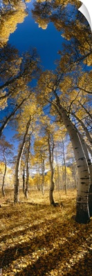 Low angle view of Aspen trees in the forest, Alpine Loop, Colorado