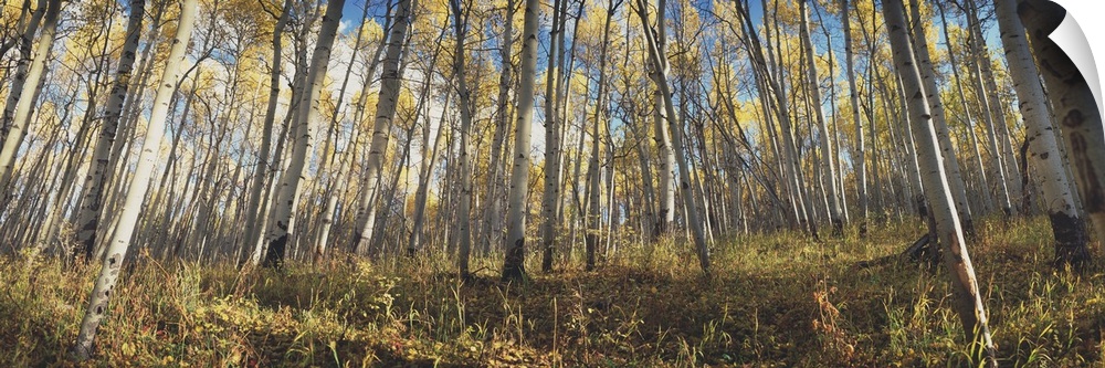 Low angle view of aspen trees, Uncompahque National Park, Colorado