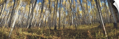 Low angle view of aspen trees, Uncompahque National Park, Colorado
