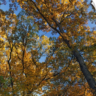 Low angle view of autumn color tree canopy, Palisades-Kepler State Park, Iowa