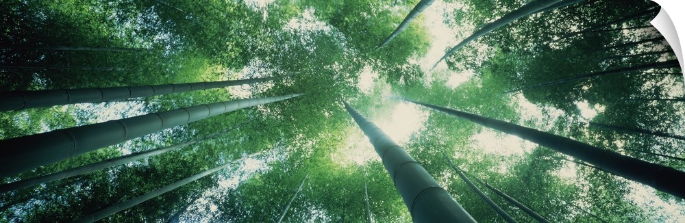Panoramic photograph of sun breaking the  canopy of a forest.  The photo is taken from the floor of the forest looking upw...