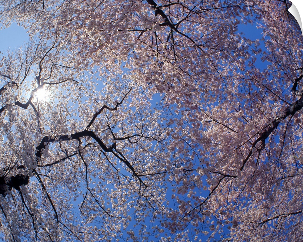 Landscape, low angle photograph on a big canvas looking up through blooming cherry blossom trees beneath the sun, in Washi...