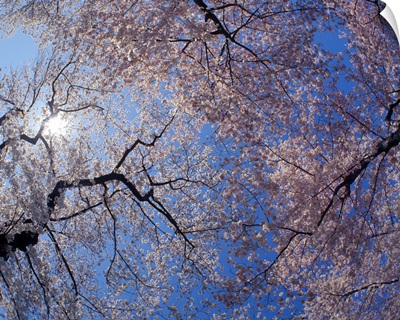Low angle view of Cherry Blossom trees, Washington DC