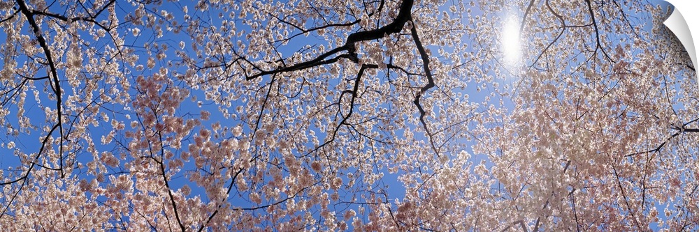 Panoramic photograph of several cherry trees in full bloom, as seen from below, their bright petals contrasting with the c...