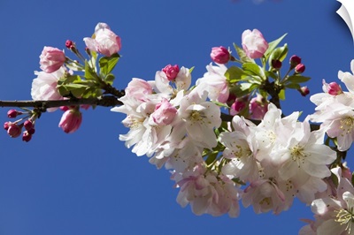 Low angle view of crabapple flowers (Malus sylvestris) in bloom, blue sky, North Carolina
