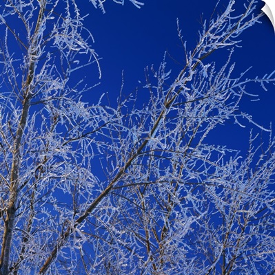 Low angle view of ice on bare tree branches, blue sky, Iowa