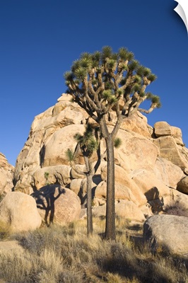 Low-Angle View Of Joshua Tree In Front Of Cliff