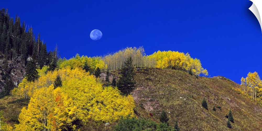 Thick foliage grows on a large cliff that is photographed from below with a view of the moon in the deep blue sky.