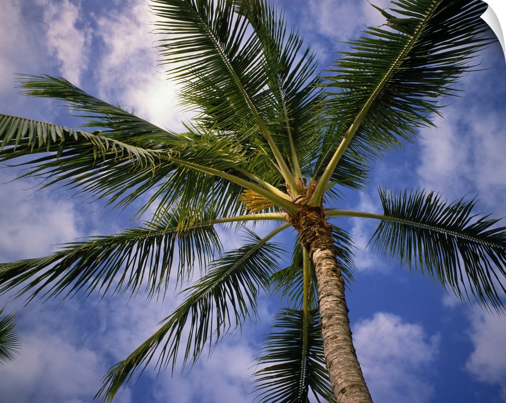 Horizontal, large photograph looking up the trunk of a palm, through large green fronds, against a bright blue sky with th...
