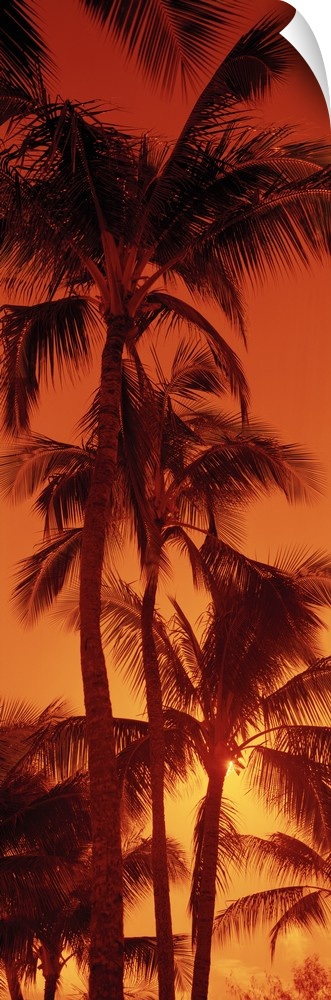 Giant, vertical photograph looking up at a row of tall palm trees against a fiery sunset at Kalapaki Beach, in Kauai, Hawaii.