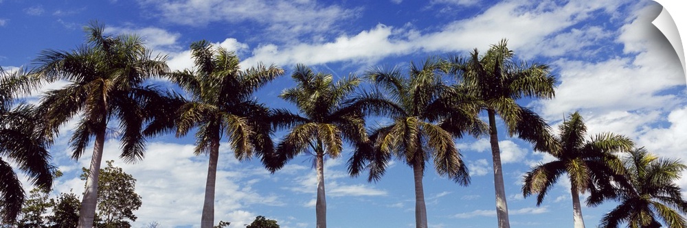 Low angle view of palm trees Florida
