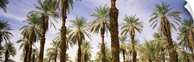 Low angle view of palm trees, Furnace Creek, Death Valley, Death Valley National Park, California,