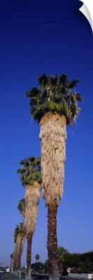 Low angle view of palm trees in a row, Palm Springs, California
