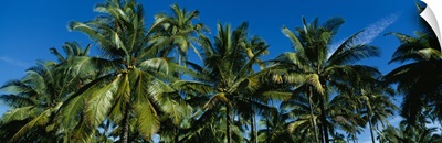 Low angle view of palm trees, Kauai, Hawaii
