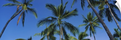 Low angle view of palm trees, Kona Coast, Big Island, Hawaii