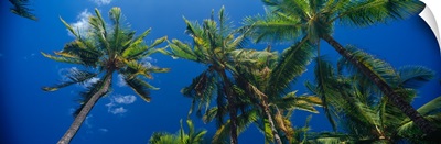 Low angle view of palm trees Maui Hawaii
