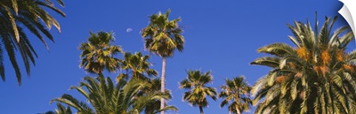 Low angle view of palm trees, Santa Monica, Los Angeles County, California
