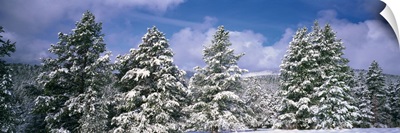 Low angle view of ponderosa pine trees covered with snow, Helena National Forest, Montana