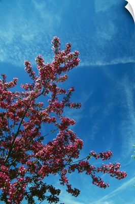 Low angle view of red prairie crabapple flowers (Malus ioensis) blooming on branch, blue sky, New York