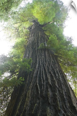 Low-Angle View Of Redwood Tree