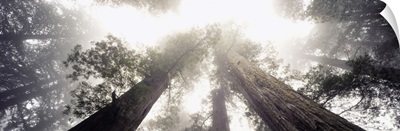 Low angle view of Redwood trees in a forest, Redwood National Forest, California